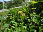 Baccharis conyzoides (9)