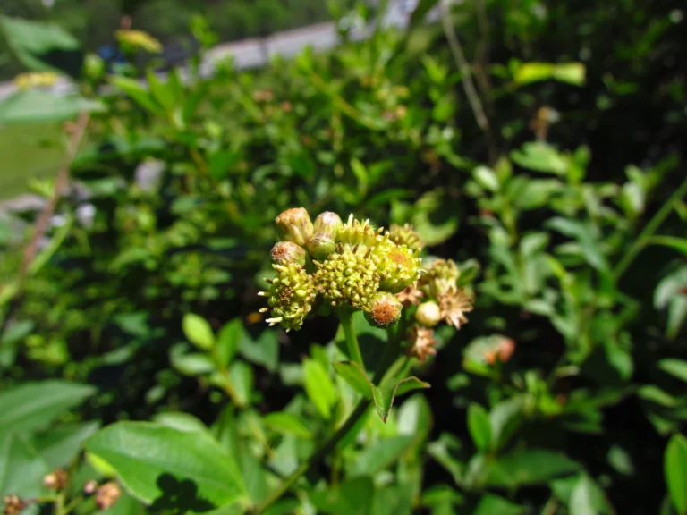 Baccharis conyzoides (7)