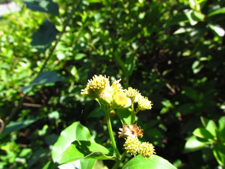 Baccharis conyzoides (4)