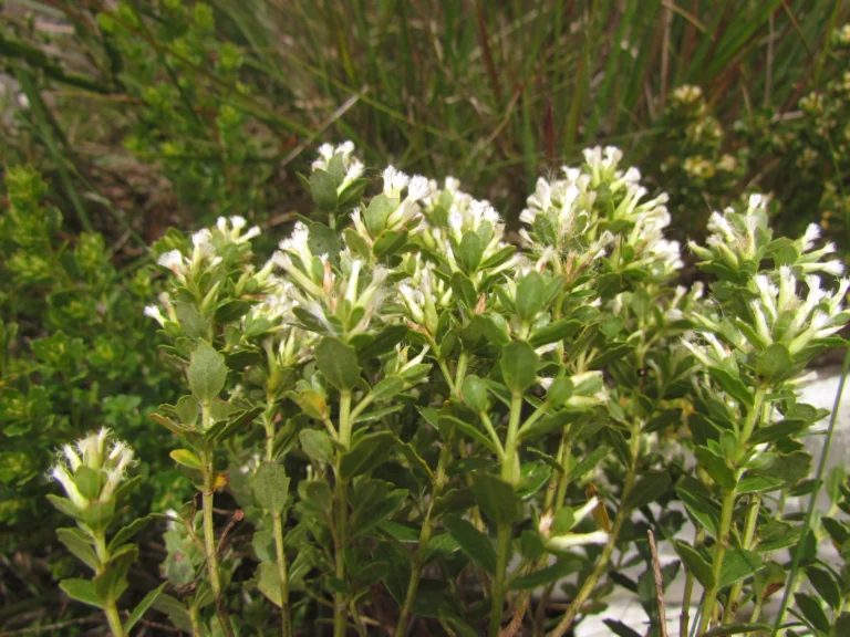 Baccharis cognata (12)