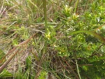 Baccharis cognata (9)