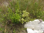 Baccharis cognata (7)