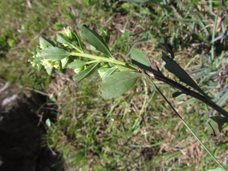 Baccharis cognata (5)