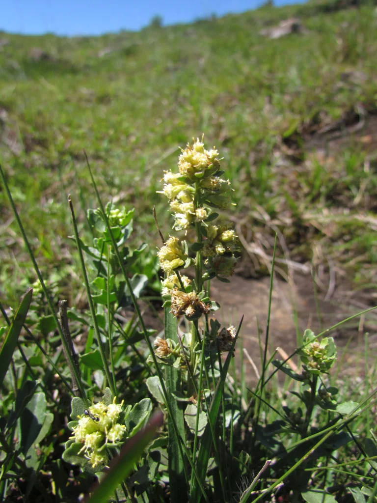 Baccharis cognata (2)