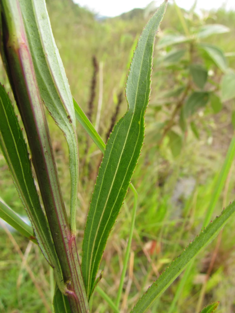Baccharis breviseta (10)