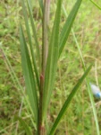 Baccharis breviseta (9)