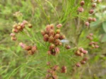 Baccharis breviseta (4)