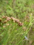 Baccharis breviseta (6)