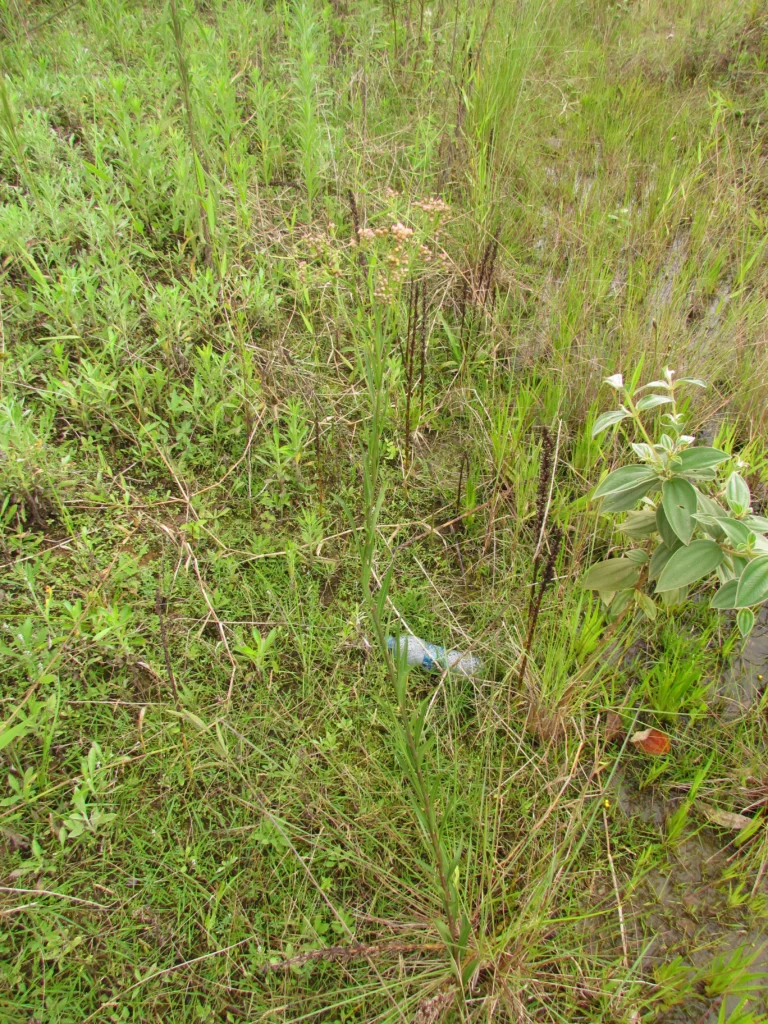 Baccharis breviseta (1)