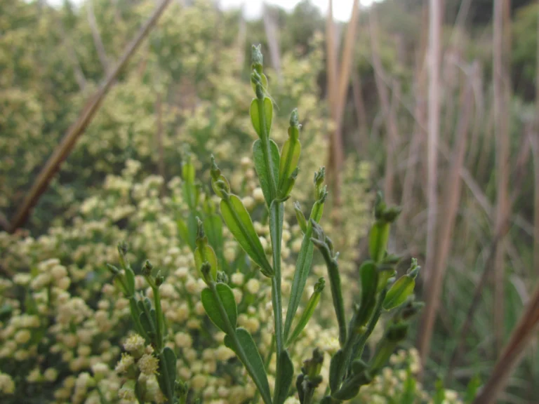 Baccharis articulata (26)