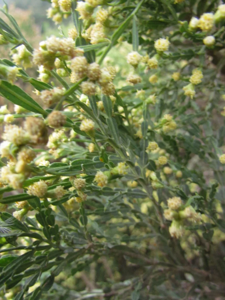 Baccharis articulata (24)