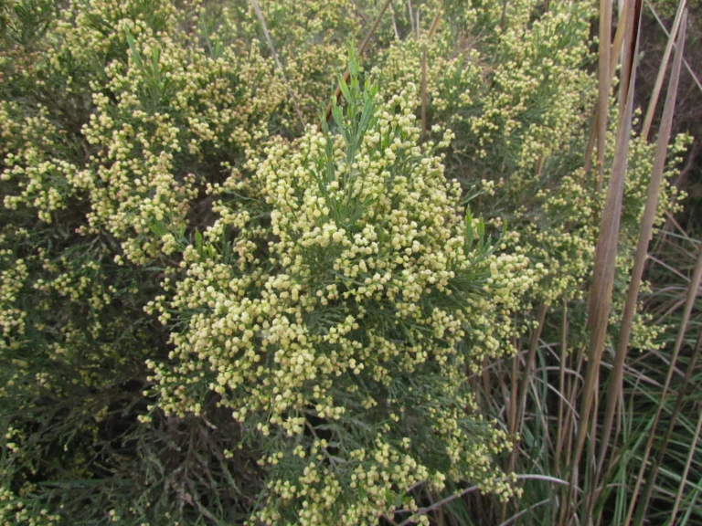 Baccharis articulata (18)