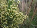 Baccharis articulata (19)