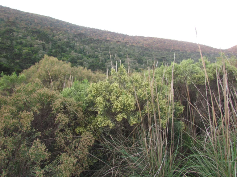 Baccharis articulata (17)
