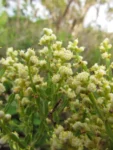 Baccharis articulata (15)