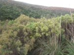 Baccharis articulata (16)