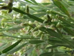 Baccharis articulata (12)