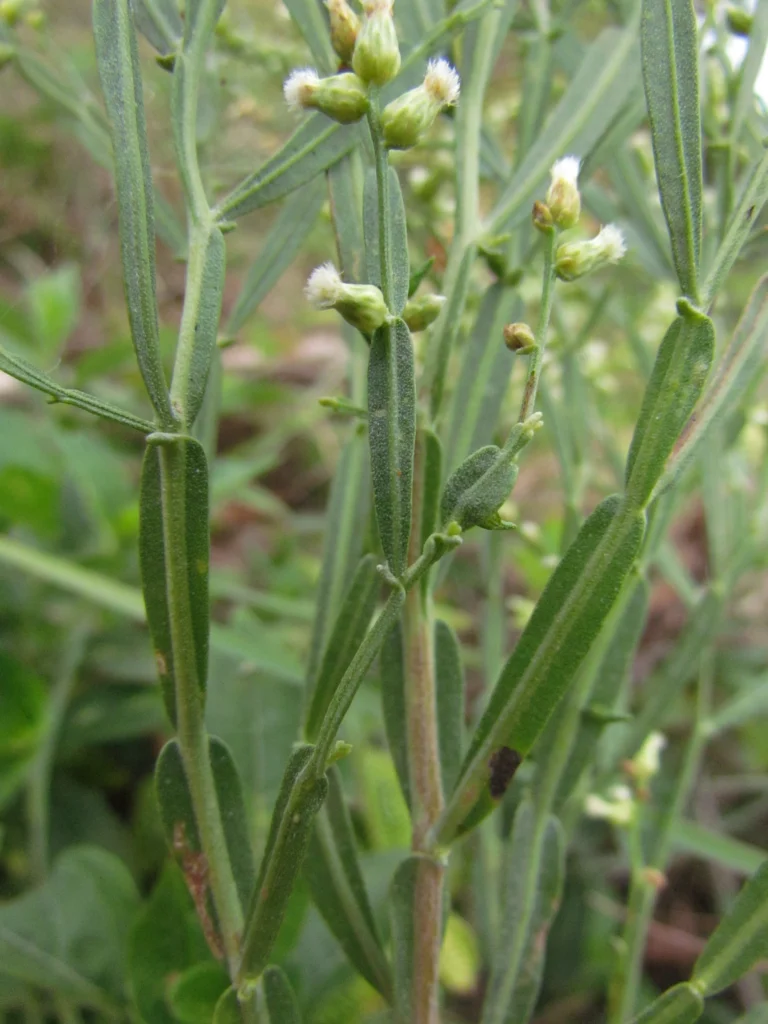 Baccharis articulata (13)