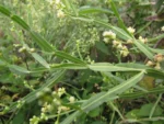 Baccharis articulata (10)