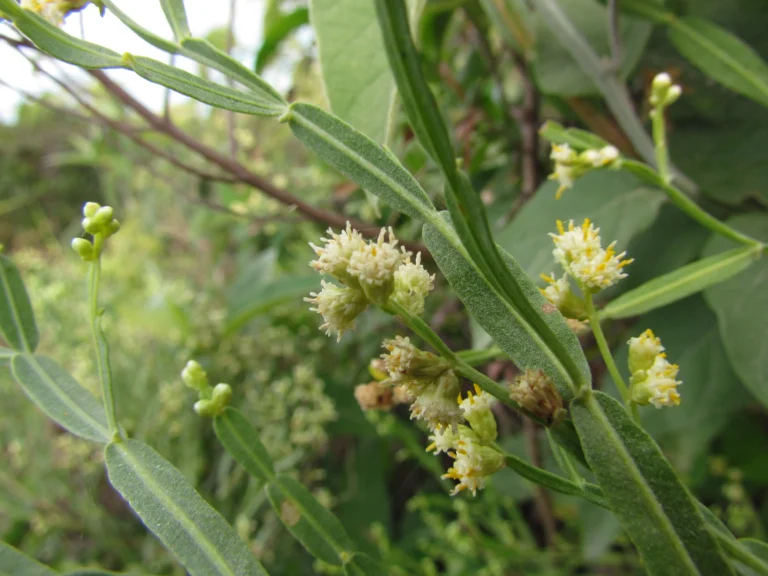 Baccharis articulata (7)
