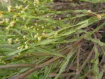 Baccharis articulata (2)