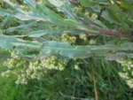 Baccharis apicifoliosa (14)