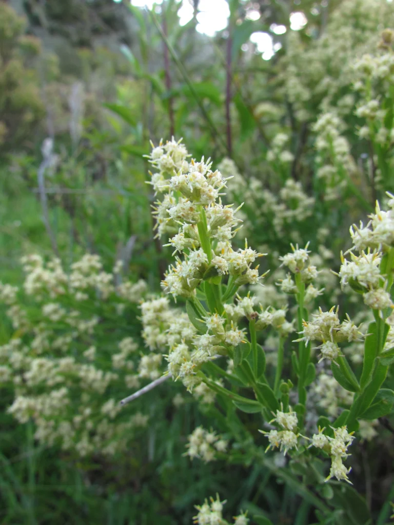Baccharis apicifoliosa (12)