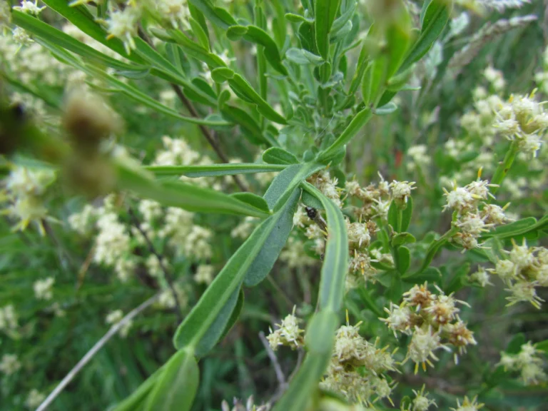 Baccharis apicifoliosa (13)
