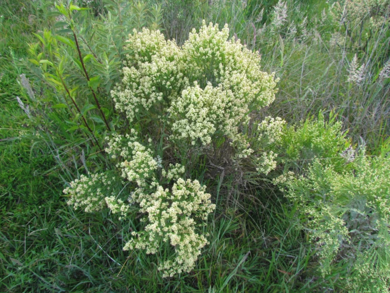 Baccharis apicifoliosa (10)