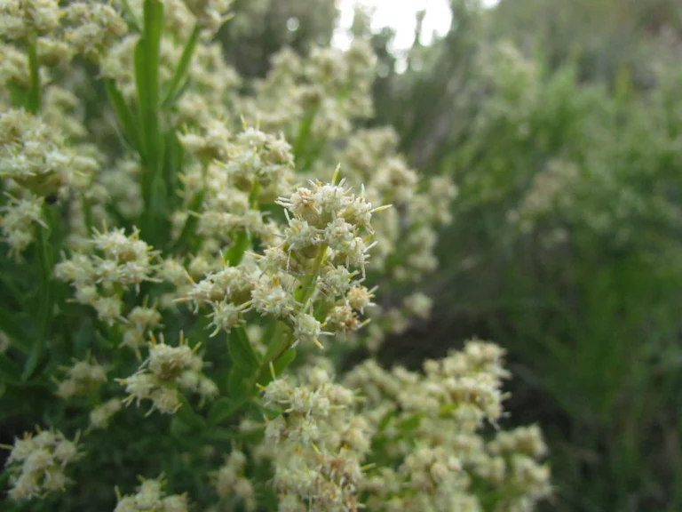 Baccharis apicifoliosa (11)