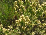 Baccharis apicifoliosa (6)