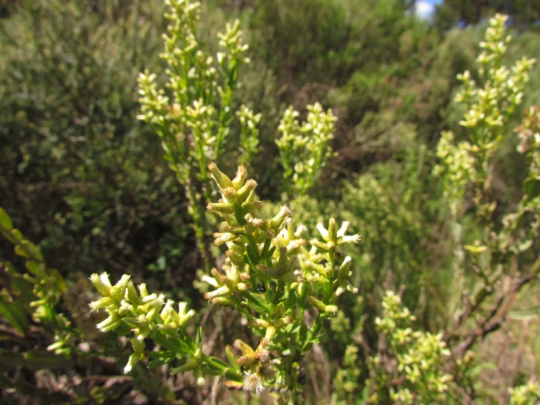 Baccharis apicifoliosa (2)