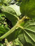 Baccharis anomala (16)