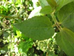 Baccharis anomala (14)