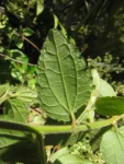 Baccharis anomala (15)