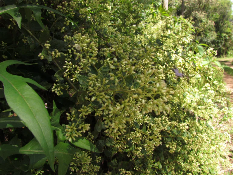 Baccharis anomala (10)
