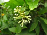 Baccharis anomala (4)