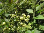 Baccharis anomala (6)