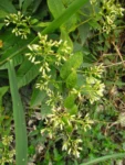 Baccharis anomala (1)