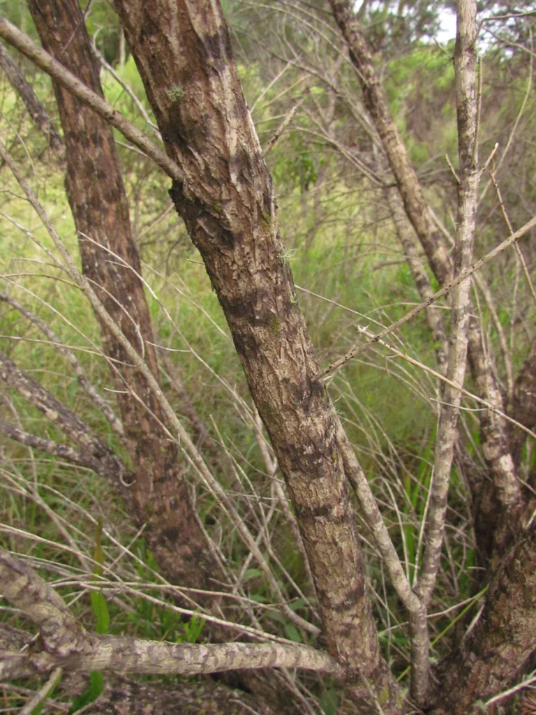 Baccharis aliena (10)