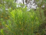 Baccharis aliena (7)