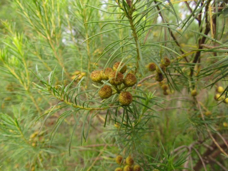 Baccharis aliena (2)