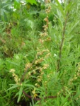 Artemisia (13)