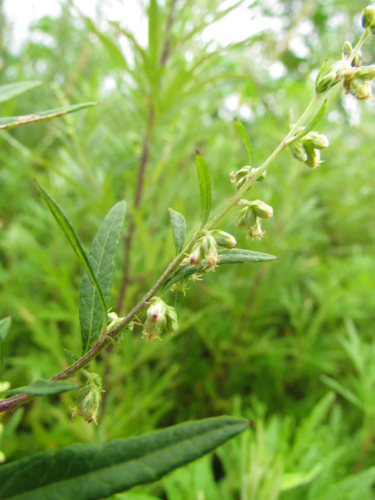 Artemisia (11)
