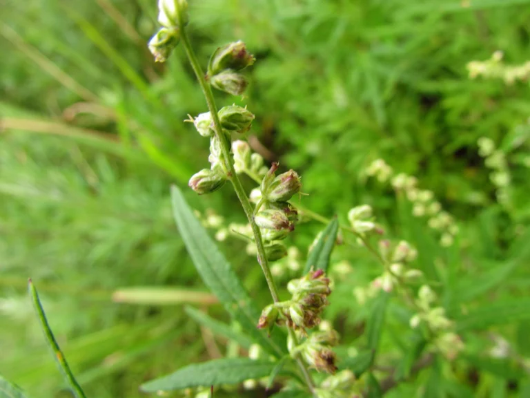 Artemisia (4)