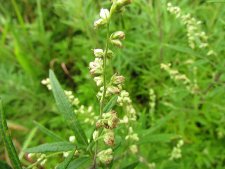 Artemisia (5)