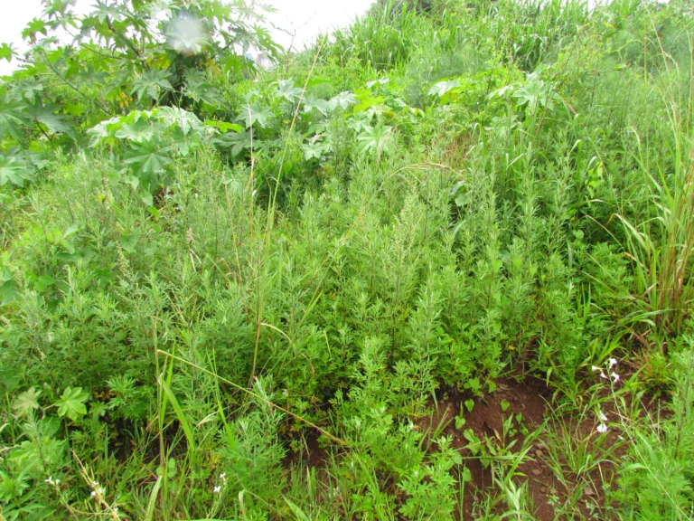 Artemisia (1)