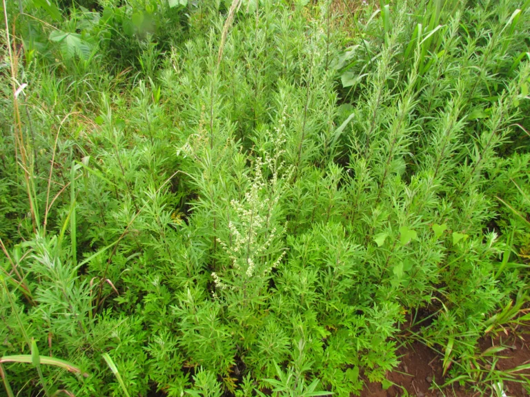 Artemisia (2)