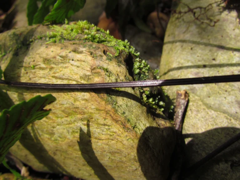 Asplenium cirrhatum (11)