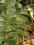 Asplenium cirrhatum (6)